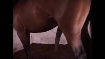 Attractive equine pursuer receiving a rough anal pounding