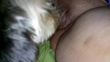 Stunning vagina being licked by a small dog