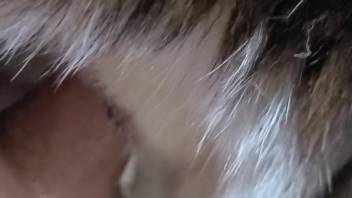 Aroused dude's dick ravages that snug orifice