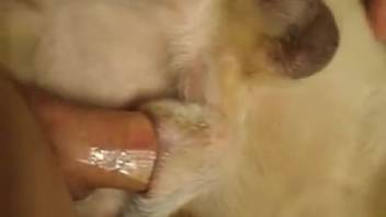 Guy screwing a canine's orifice in a homosexual adult film