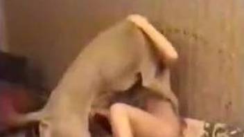 Dirty sluts in animal porn scenes on cam