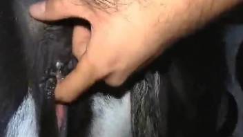 Dude's uncut cock invades an animal's juicy hole