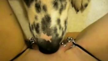 Horny slut loves the dog licking her pierced cunt on cam