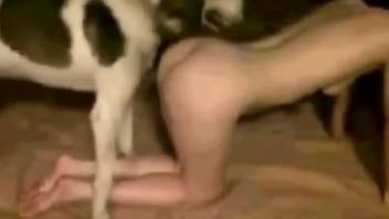 Aroused female sits nude and enjoys the dog humping her quite hard