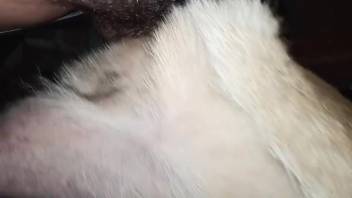 Guy thrusts his dick into the hairy dog's pussy for added thrill