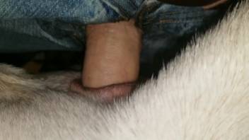 Steamy wild vagina getting destroyed by a scorching hot dick