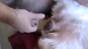 Hot guy puts his cock in a dog's juicy pussy hole