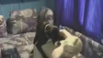 Classic bestiality film featuring plenty of steamy intercourse