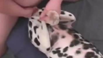 Dalmatian getting dicked in a missionary position