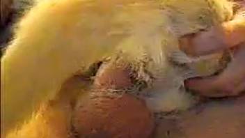 Steamy close-up footage of bestiality involving a guy and a dog XXX