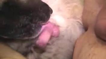 Butt sex and animal intercourse consequences in a steamy clip