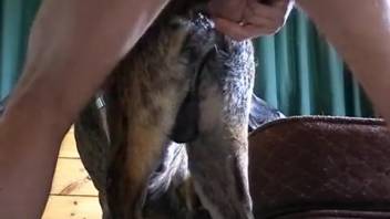 Excited man aggressively thrusts at dog's rear in ruthless amateur animal sex sessions