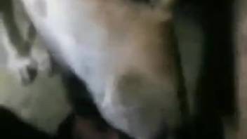 Canines licking guy's hard dick in homemade solo webcam clips
