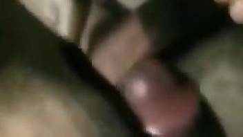 Dogs lick man's erect cock in amateur webcam solo scenes