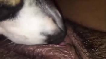 Shaved vagina of a sexy bestiality enthusiast being licked