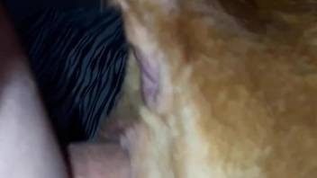 Fantastic closeup porn movie with a really sexy dog