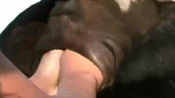 Hot brunette showing her lust for animal semen