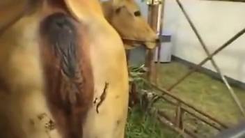 Shit eating Asian hottie wants some of that cow ass