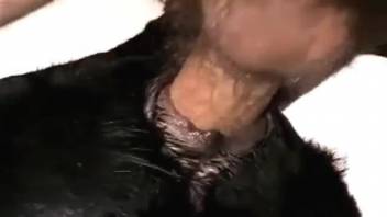 Handsome guy's furry dick penetrates that bitch's vagina