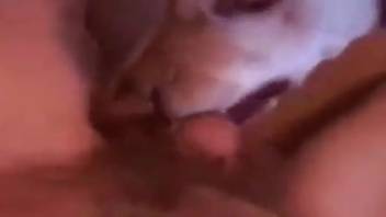 Guy thrusts entire dick into a moist beast's vagina for added pleasure