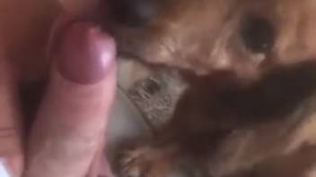 Guy's attractive uncircumcised dick being licked by a canine
