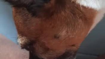 Canine tongues aroused woman to climax in individual performance