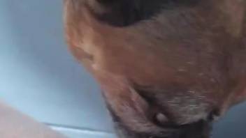 Dog licks horny female until she comes in solo action