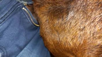 Attractive dude pulls out his dick to bang a hot pup