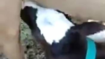 Veal arouses a guy's dick by tonguing and sniffing it