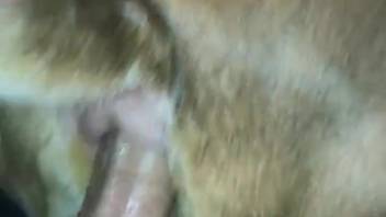 Aroused guy thrusts his entire cock into a hairy beast's pussy