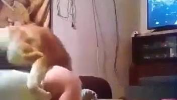 Brown beast targets an ideal human pussy