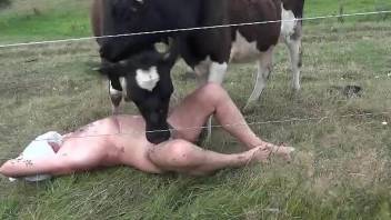 Sexy mature zoophile getting licked by two cows