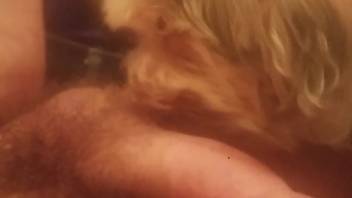 Thrilling moments as a dog tongues the guy's dick and nuts