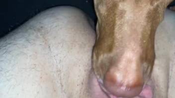 Nude woman ass licked by the dog in home masturbation