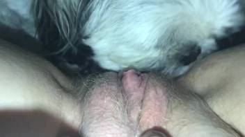 Beautiful vagina being licked by an adorable creature