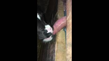 Guy banging a cow's mouth 'cause he's a weirdo