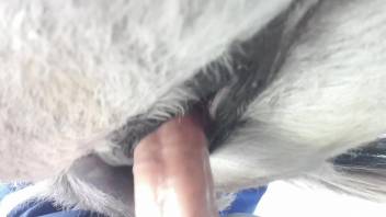 Dude's cock is maiming a horse's hot pussy for real