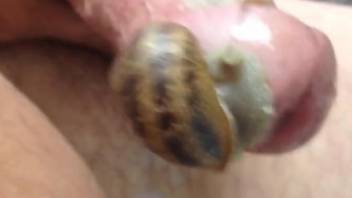 Man puts snails to crawl on his dick when he jerks off
