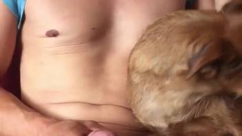 Lone guy permits tiny canine to slurp his cock in messy styles