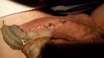 Dude enjoying snail sex and his dick is really gooey