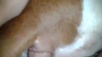 Late night dog perversions grant man insane orgasms