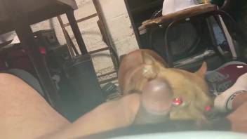 Guy receives a pleasant oral sex from a canine in a point-of-view video