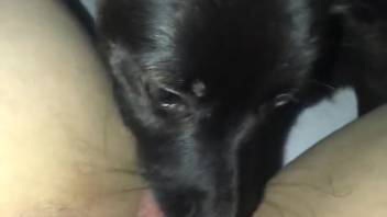 Aroused woman experiences incredible pleasure from her little dog licking her that way