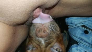 Canine tongues lady's damp clitoris and rear during intense webcam sessions