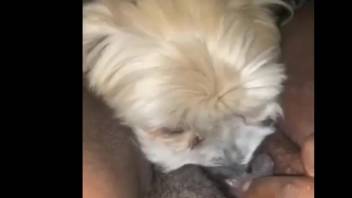 Noisy depravities as the small pup starts tonguing her pussy
