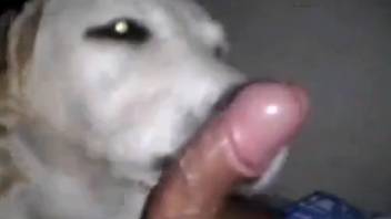 Filthy pup slurping that tasty dick hardcore
