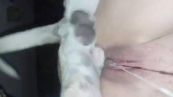 Amateur female creamed well after trying sex with a dog