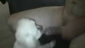 Little dog sucks owner's cock when he jerks off on cam