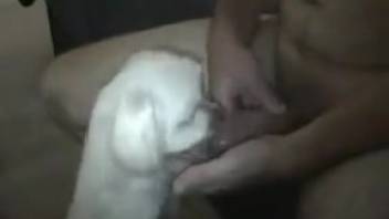 Small puppy licks master's dick while he masturbates on webcam