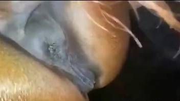 Aroused male plays with the horse's wet pussy
